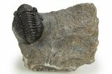 Detailed Gerastos Trilobite Fossil - Morocco #310565-3